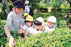 写真：新茶摘み