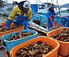 写真：カキの水揚げ