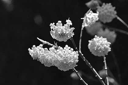 写真：ミツマタ