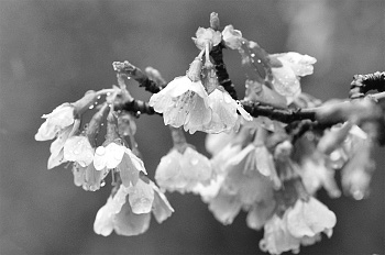 写真：《今月の花》オカメザクラ