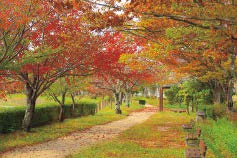 写真：有馬川緑道