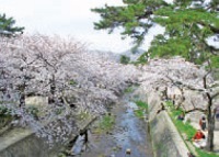 写真：夙川公園