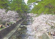 写真：夙川公園