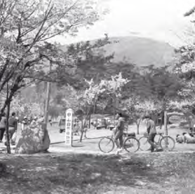 山火事で一部がはげ山になっていた甲山。車が走っているのは甲山大師道(昭和38年)