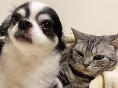 動物取扱業関連情報のイメージ