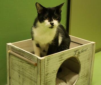 譲渡猫581-2写真