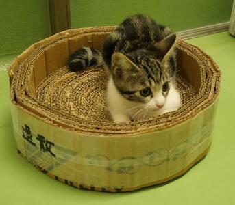 譲渡猫598写真