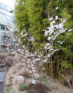 宮の雛桜　全体