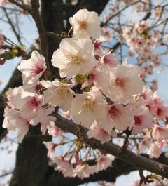 今津紅寒桜　花のアップ