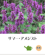 植物生産研究センター・サマー・アメジスト（育て方のポイント、ココで見られます！）