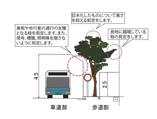 街路樹　図