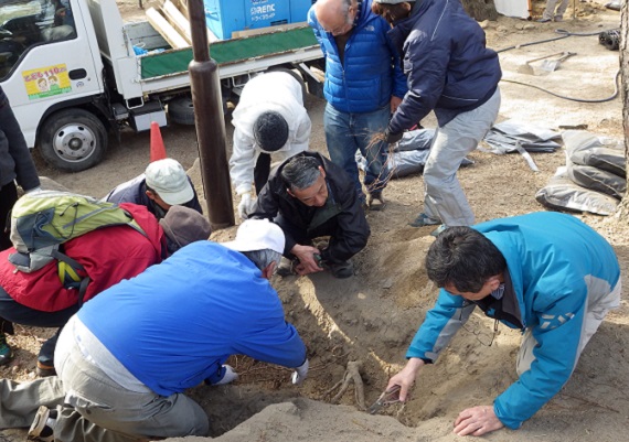 松の根の剪定