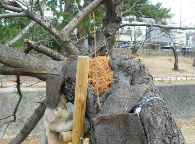 萌芽枝の発生状況