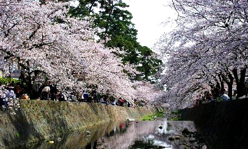 夙川河川敷緑地の桜