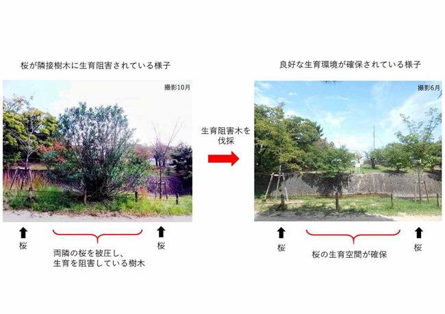 生育阻害木を伐採により桜の良好な生育空間を確保
