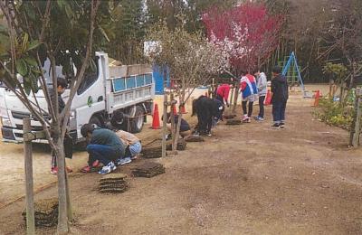 西宮市立生瀬小学校での校園庭の芝生化の様子