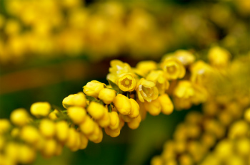 ヒイラギナンテンの花