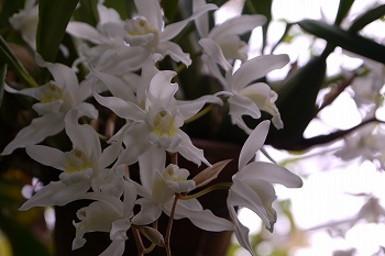 セロジネ・インターメディアの花