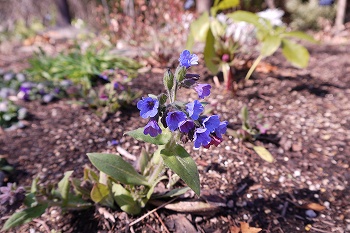 ムラサキの小花