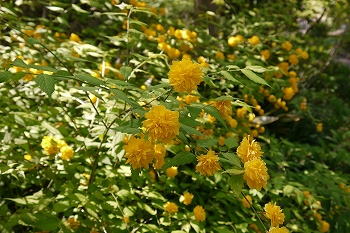 八重ヤマブキ