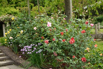 色々なバラが咲き始めた花壇