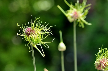 ネギに似た花