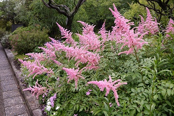 アスチルベピンクの花