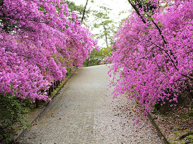 廣田山のつつじ