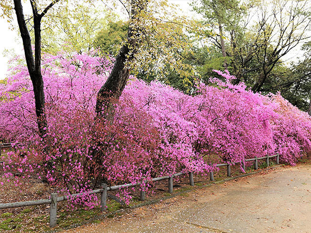 廣田山のつつじ