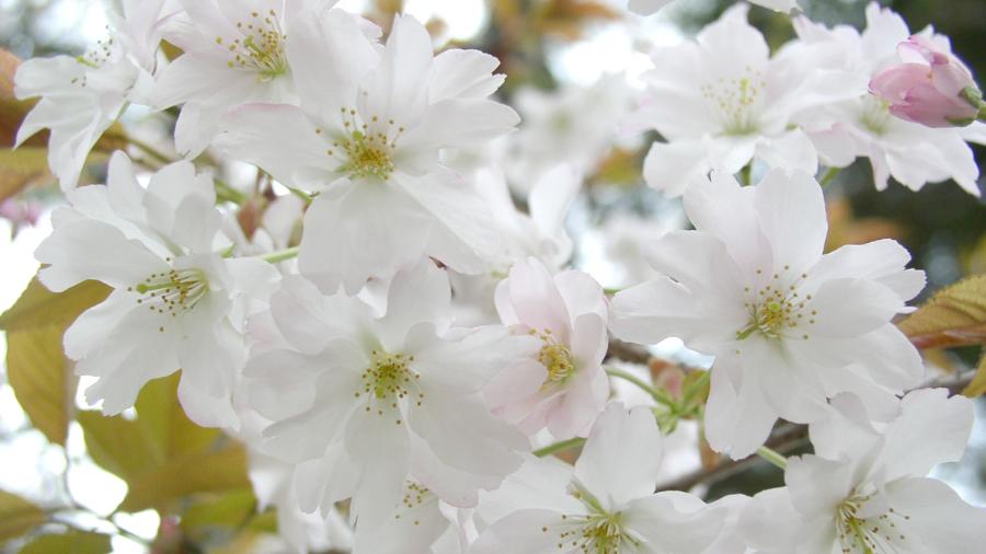 夙川舞桜