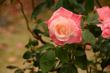 北山緑化植物園の様子