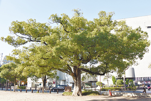 六湛寺公園のクスノキ