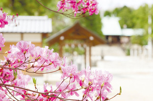  廣田神社のコバノミツバツツジ