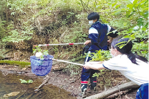  廣田神社のコバノミツバツツジ